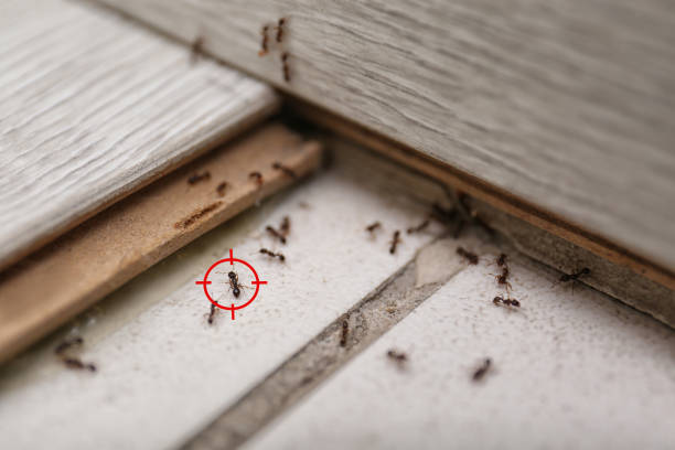 Best Affordable Pest Control Services  in Bluffdale, UT