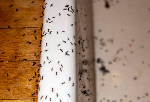 Trusted Bluffdale, UT Pest Control Experts