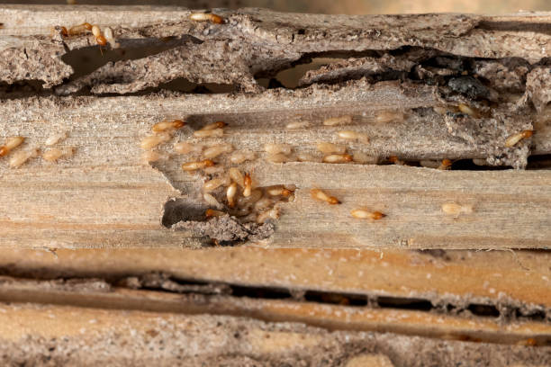 Best Affordable Exterminators  in Bluffdale, UT